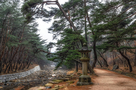 南韩Tongdosa寺庙入口附近MupunghansongGil路的松树图片