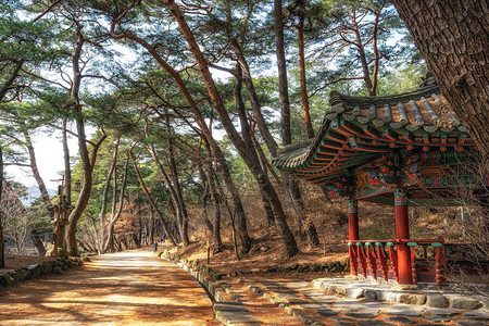 南韩Tongdosa寺庙入口附近的MupunghansongGil路上小韩国塔馆和松树林图片