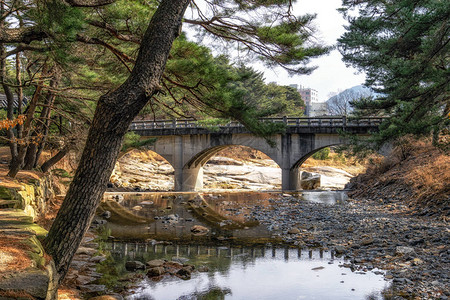 南韩Tongdosa寺庙入口附近的MupunghansongGil路松树林小中一条小图片