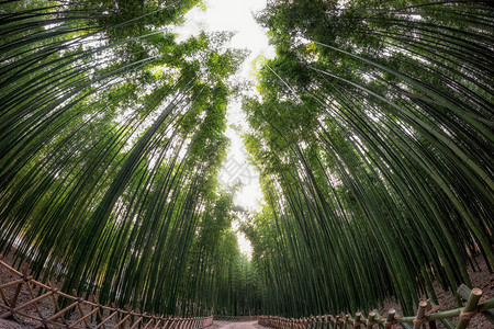 Simnidaebat竹林蔚山太和江大公园内著名的竹林图片