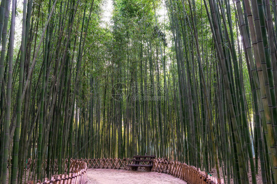 蔚山太和江大公园内著名的竹林图片