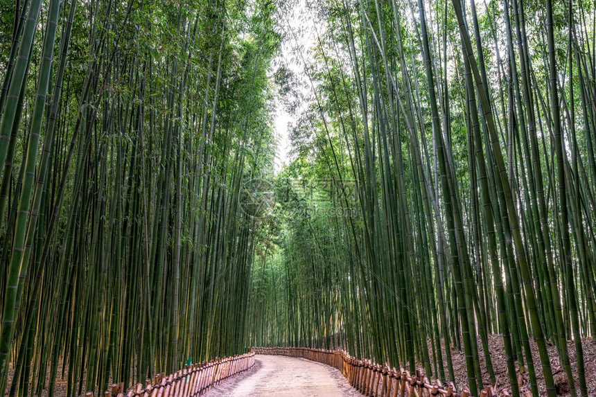 Simnidaebat竹林蔚山太和江大公园内著名的竹林高清图片下载正版图片505837661摄图网