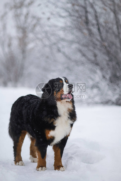 BernerSennnhund大狗在冬季风景图片