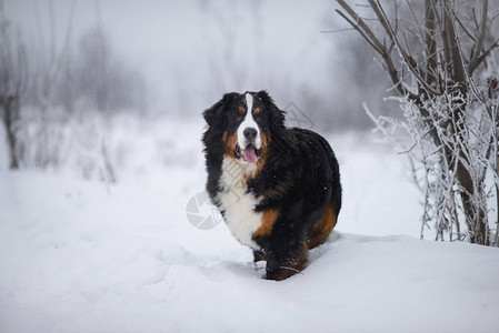 BernerSennnhund大狗在冬季风景图片