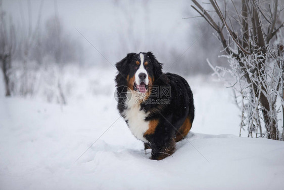 BernerSennnhund大狗在冬季风景图片