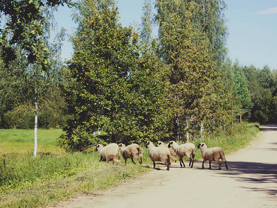 一群羊在路上奔跑图片