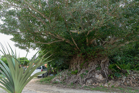 竹富岛的大榕树图片