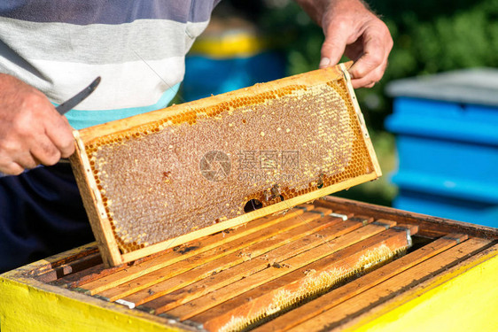 养蜂人的手从蜂巢里拿出一个带蜂窝的木框收集蜂蜜养蜂概图片