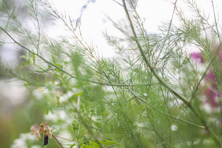 雨后水滴中的湿绿芦笋枝图片