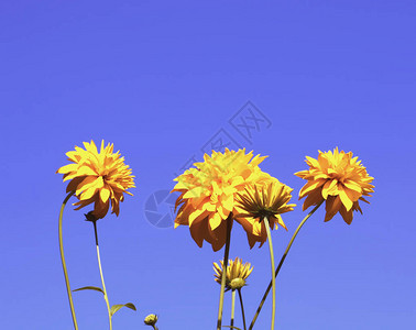 花园里的花金光菊特写图片