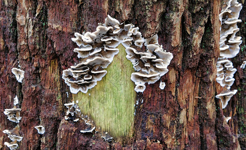 荷兰冬天树外的真菌图片