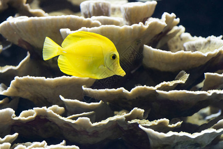 黄色鱼在水下的特写镜头背景图片