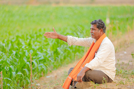 绿色玉米田的印地安农夫图片