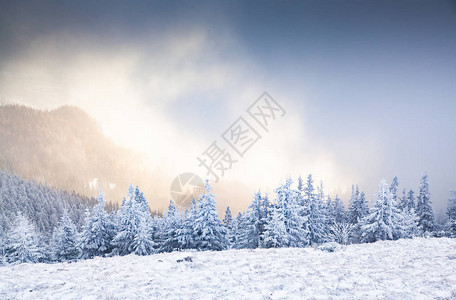 山上积雪的冷杉树的冬季景观图片