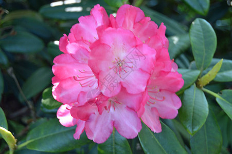 夏季在市公园的花朵rhododendendron图片