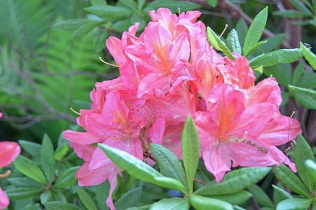 夏季在市公园的花朵rhododendendron图片