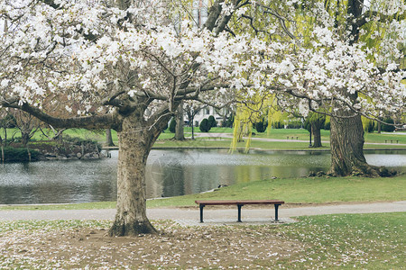 美国耶鲁大学的春天图片