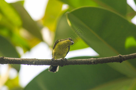 Cinnyrisjugularis在树上是一种被鸟族捕获的小鸟图片