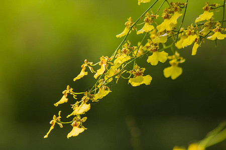 文心兰花有小花和茎图片