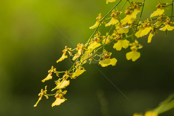 文心兰花有小花和茎图片