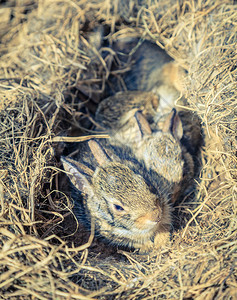 在蔬菜园中发现的巢中的几个星期的婴儿兔子图片