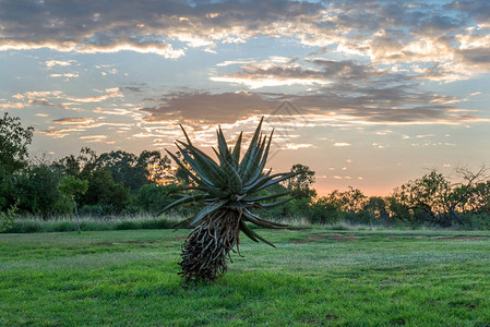 太阳黎明时的AloeVer图片