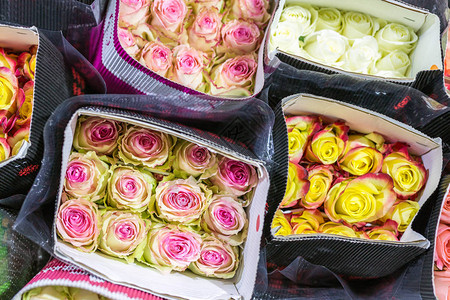 数以百计的五颜六色的玫瑰用纸包着鲜花背景花卉种植和生产业务批发和零售贸易鲜图片