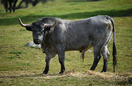 勇敢的公牛在西班牙图片