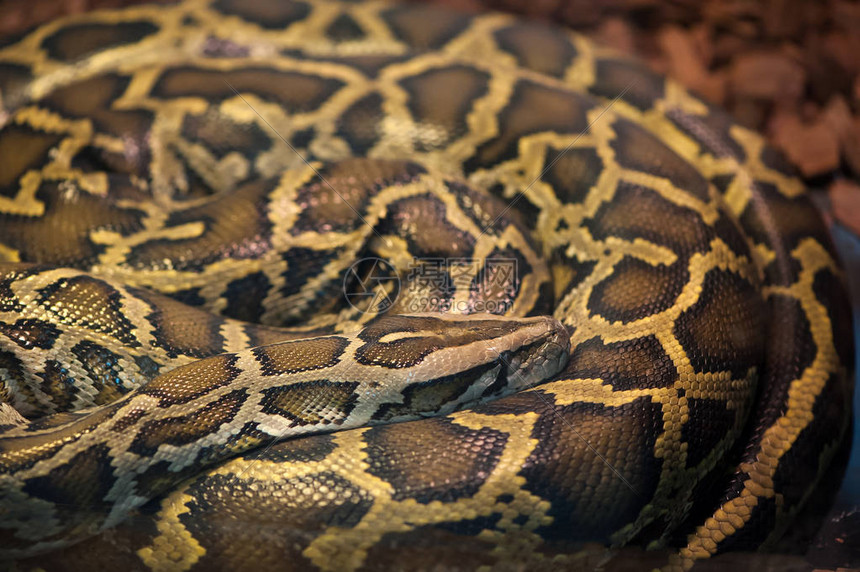 Python蛇在环圈高清图片下载-正版图片505850253-摄图网