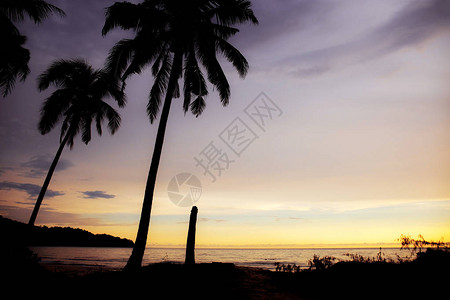 东方明珠剪影与天空的海中棕榈树的剪影背景