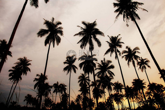 日落时棕榈树的休眠图片