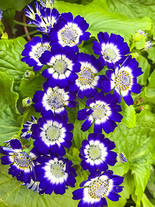 园艺装饰植物的鲜花背景图片
