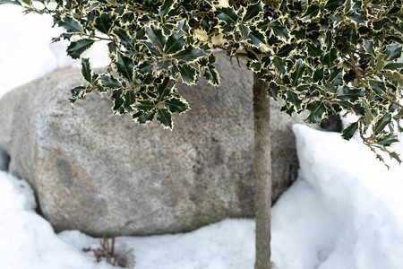 在大石头和雪地背景之下后备箱上日本图片