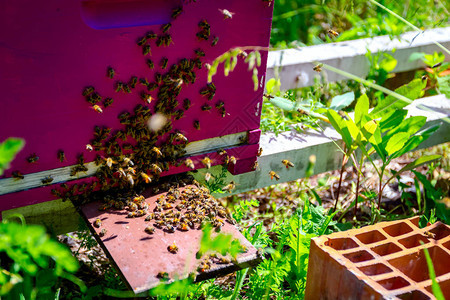 蜂群正沿着蜂巢入口爬行图片