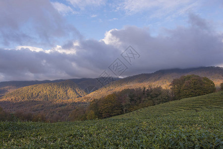 蓝色天空下山上茶叶种植园的全景图片