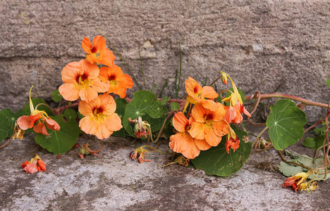 生长在户外的金莲花植物鲜艳的花朵背景图片