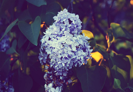 户外阳光下的紫丁香花图片