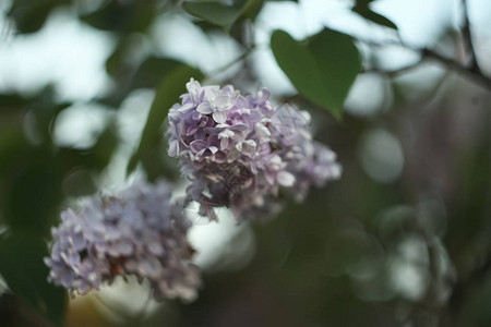 户外阳光下的紫丁香花图片