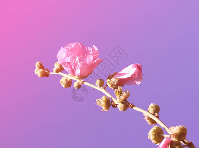 夏天花园里的粉红色锦葵花图片