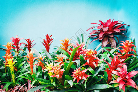 多彩热带植物花朵园开花和蓝图片