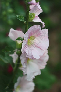 夏天花园里的粉红色锦葵花图片