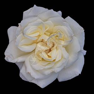 美艺仍然生辉光鲜柔色花朵宏观照片黄色宽阔的白玫瑰开花黑色背图片