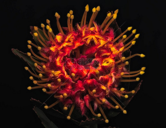红黄色发光的普罗蒂亚花的超现实主义复古宏观图片