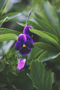 生长在夏日花园里的紫色花图片