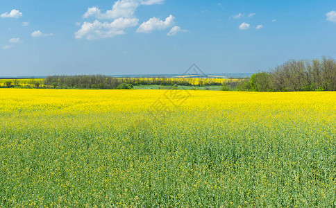 乌克兰中部春景有开花的图片