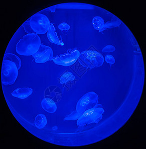 在深蓝色和黑色背景的环形水族馆中紫外线图片