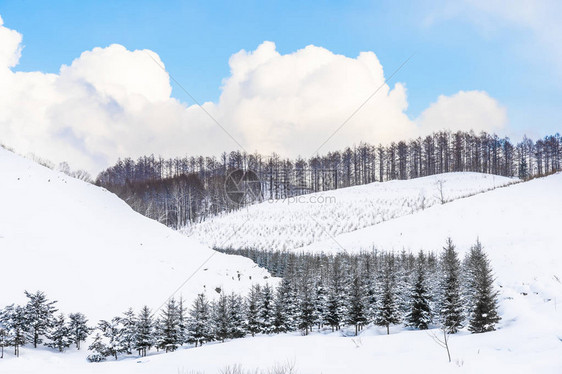 日本北海道冬季寒雪中树林的美丽的户外自然景观图片