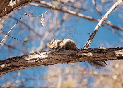 棕松鼠在树上啃花生图片