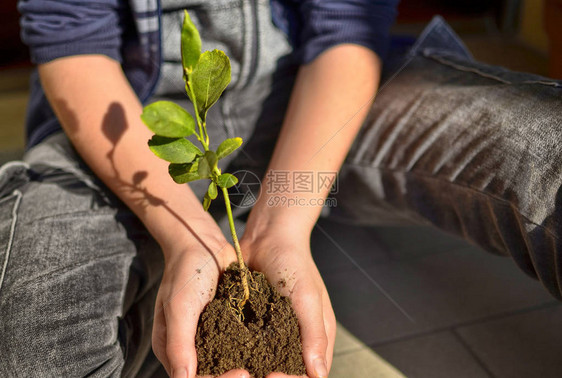 有选择地关注柠檬幼苗的近距离接近天主教儿童的手正在用树苗图片