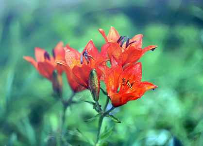 Lily花朵在夏日阳光下紧闭图片